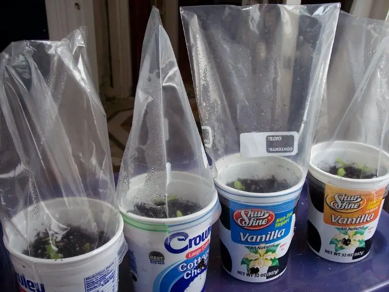 mini plastic DIY greenhouse