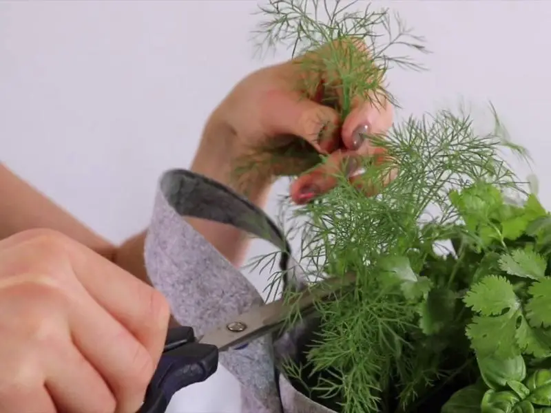 trimming dill