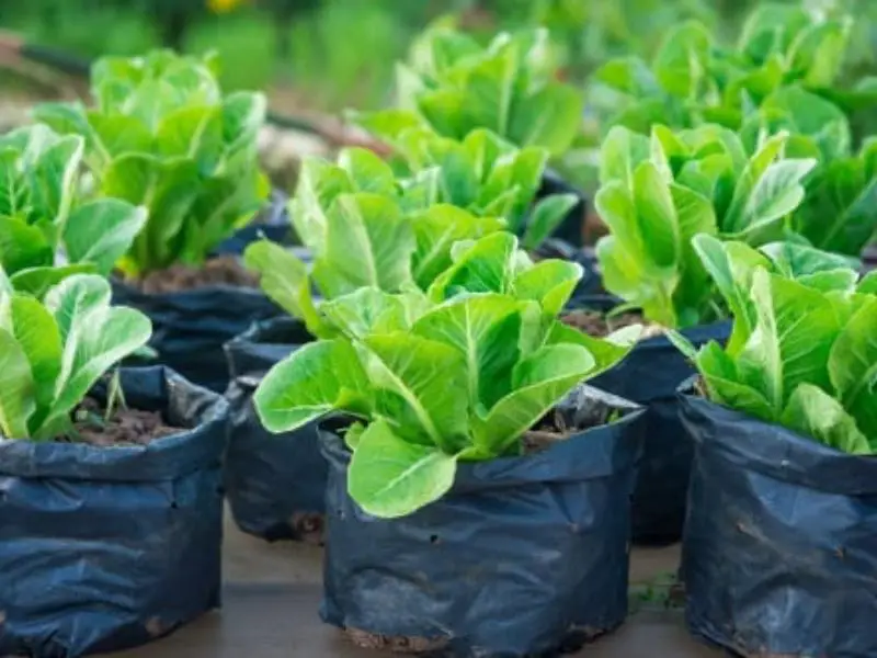 types of spinach for indoor garden