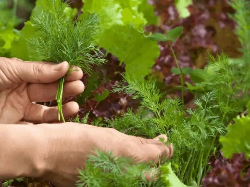 when to prune dill