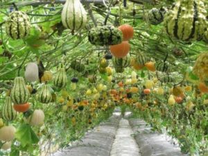 Climbing Vegetables & Fruits