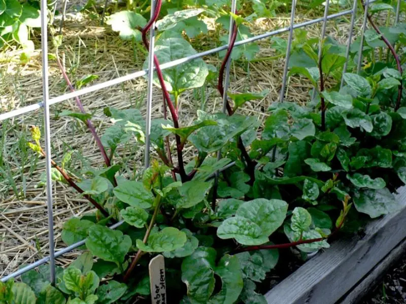 Malabar Spinach