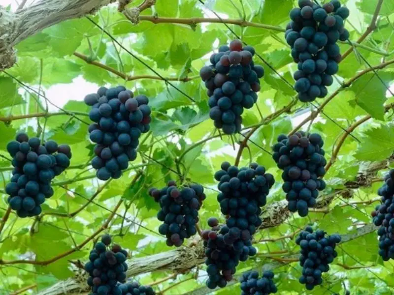 grapes