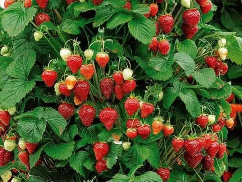 strawberries