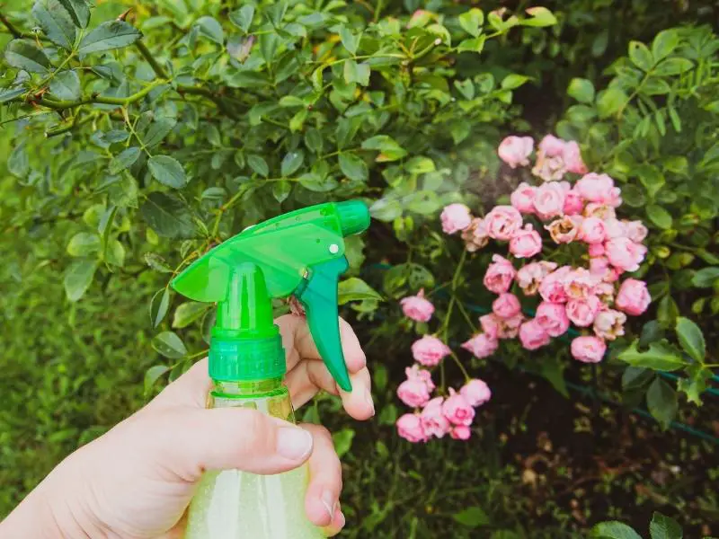 Insecticidal Soap vs Neem Oil