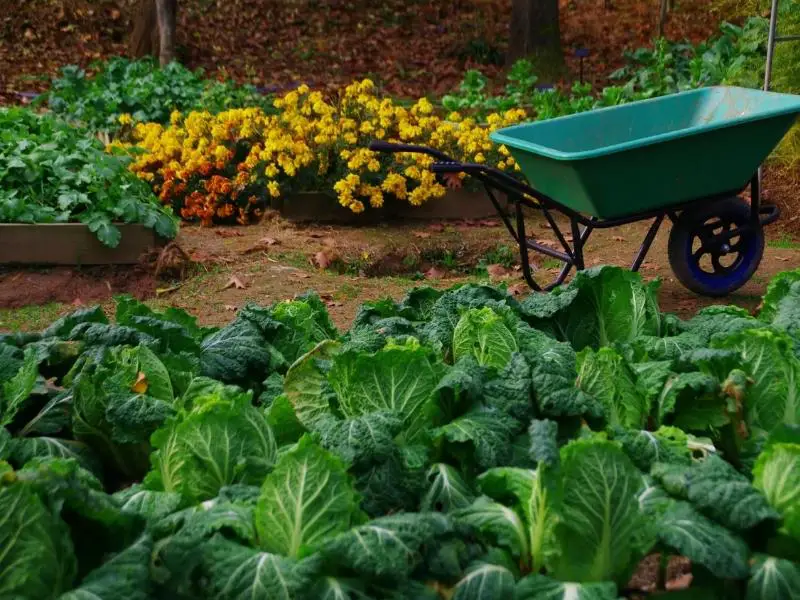 What to Grow for a Fall Garden