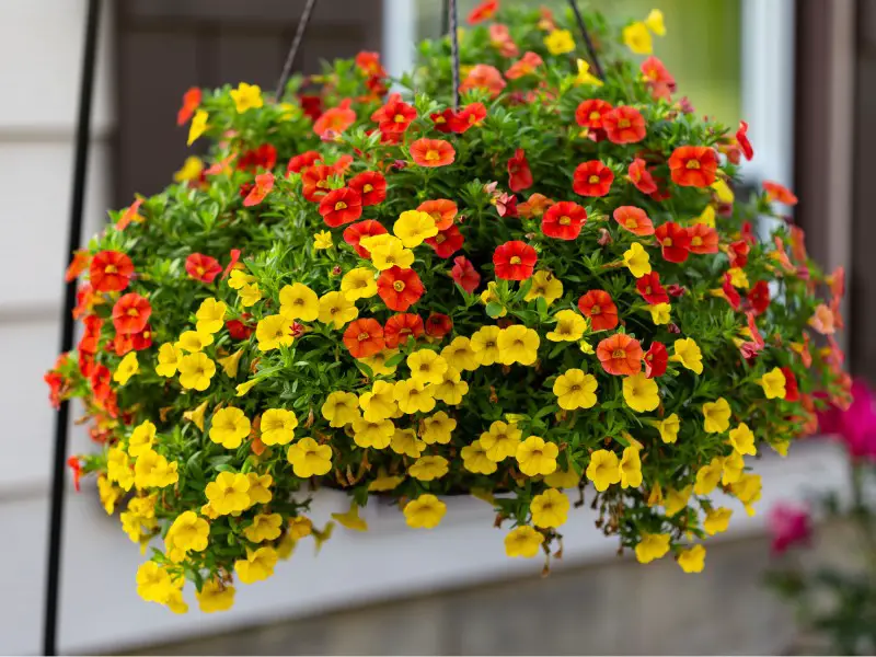 Trailing Flowers