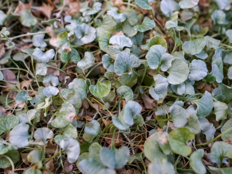 Trailing Flowers