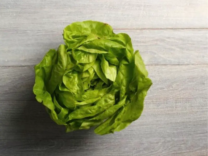 Bibb Lettuce