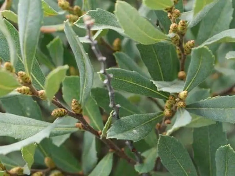 Bog myrtle