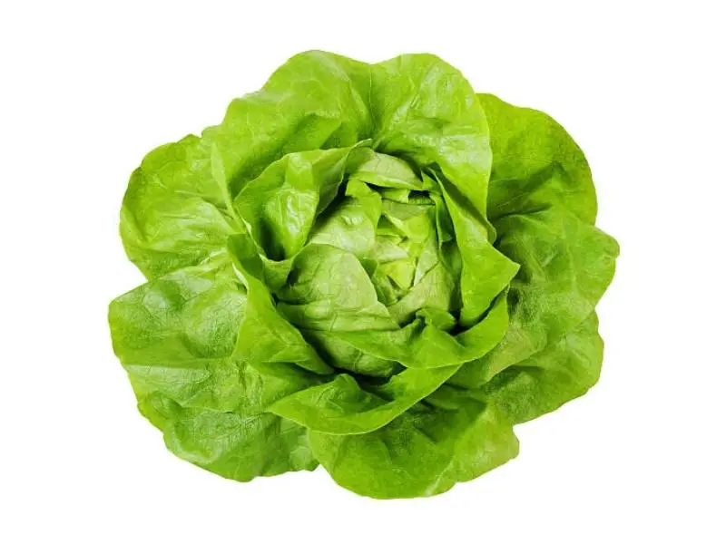 Boston Lettuce