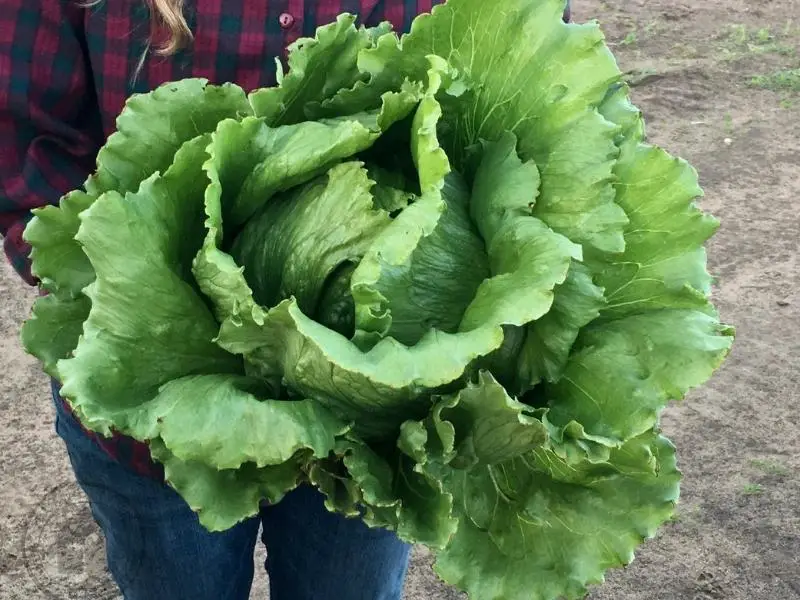 Crispino Lettuce