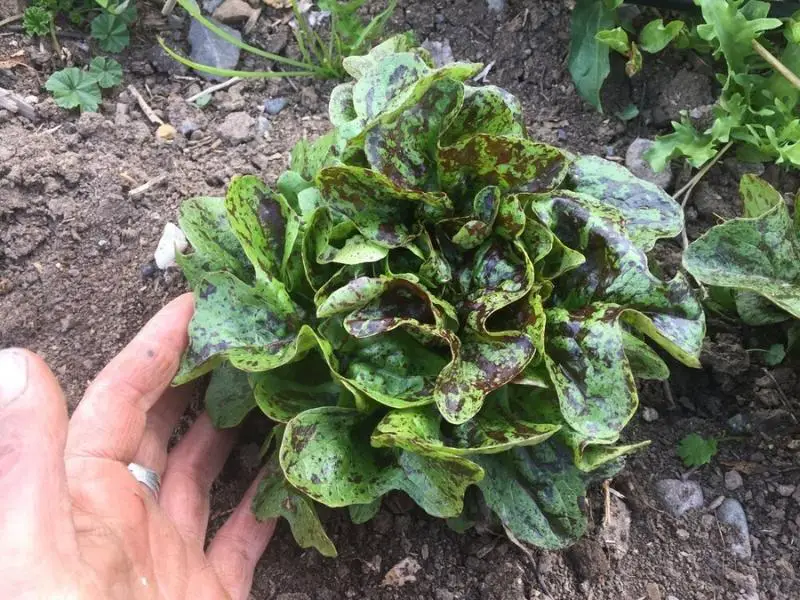 Flashy Butter Oak Lettuce