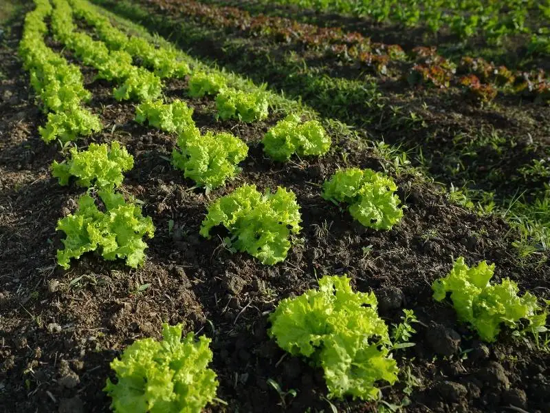 How to Grow Lettuce in Your Garden