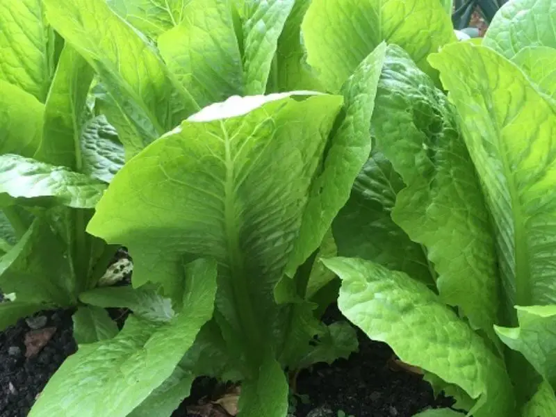 Lobjoits Green Lettuce