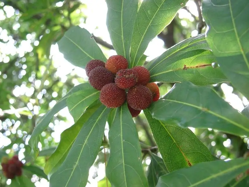 Myrica rubra