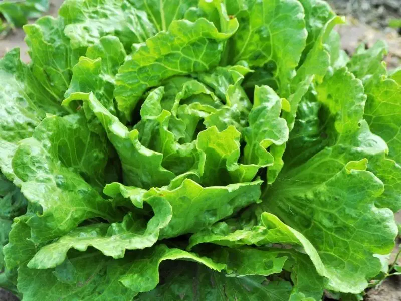 Nevada Lettuce