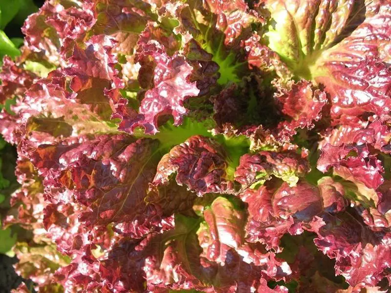 New Red Fire Lettuce