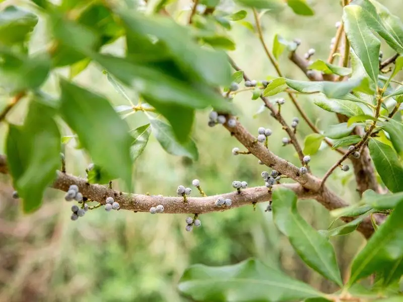 Propagating Bayberry Shrubs