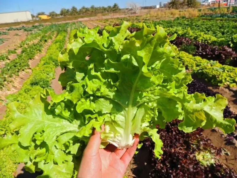 Salad Bowl Lettuce