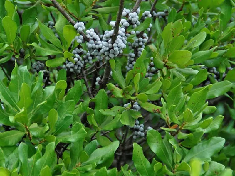 Southern bayberry