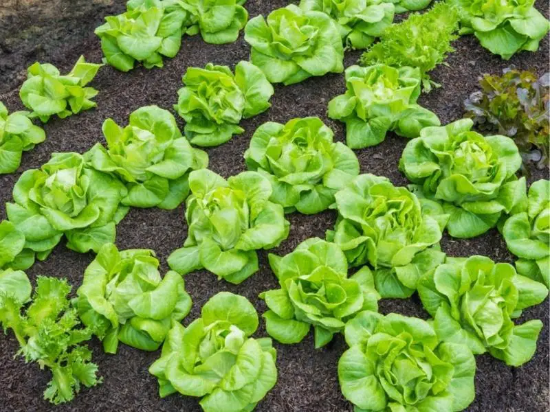 Tom Thumb Lettuce