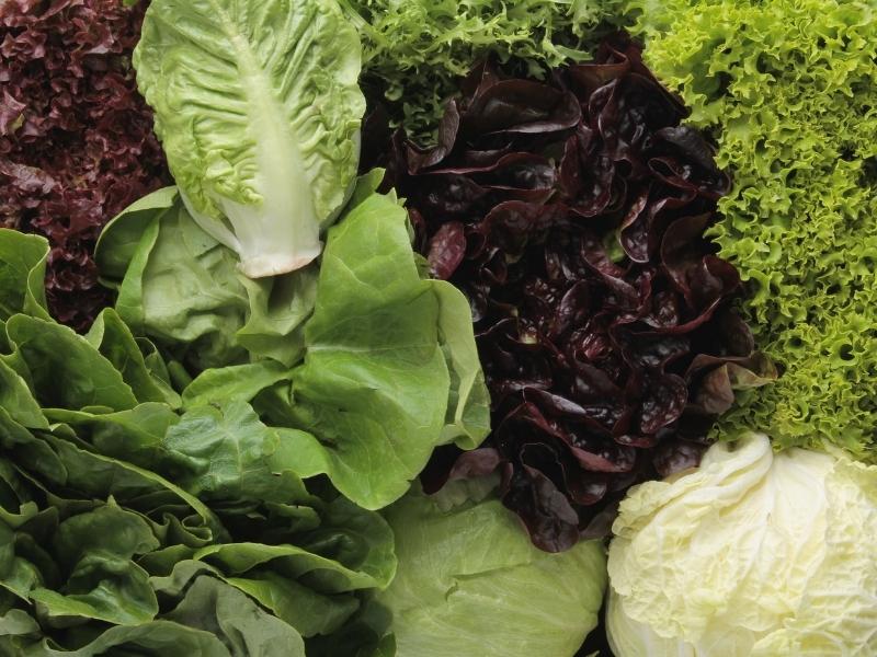 Types of Lettuce to Grow