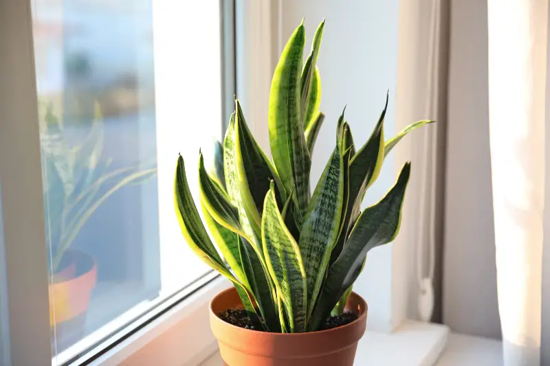 How Much Water Do Snake Plants Need?