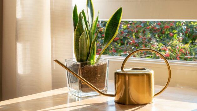 How Often Should You Water a Snake Plant