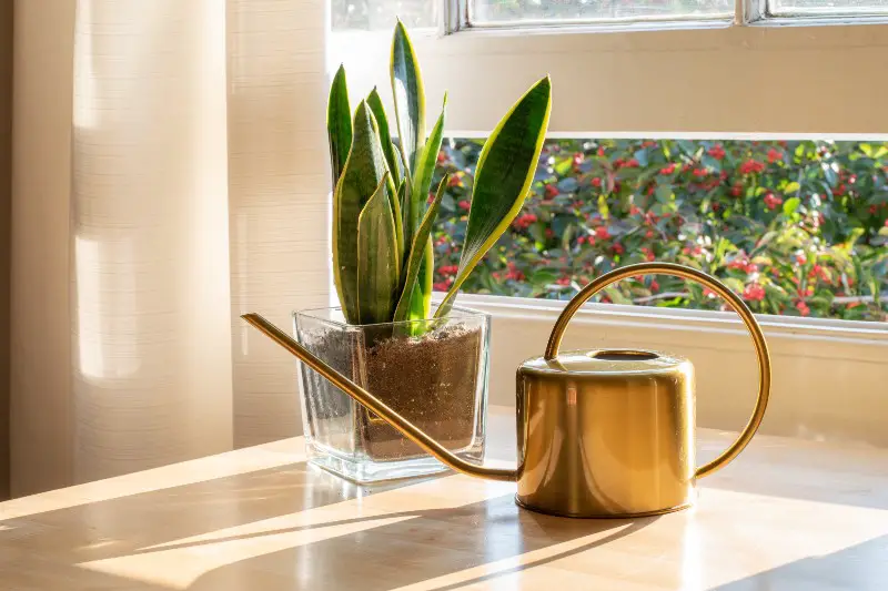 How Often to Water a Snake Plant – VegePlants.com
