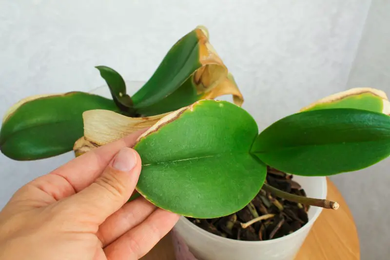 How to Prevent Yellow Orchid Plant Leaves