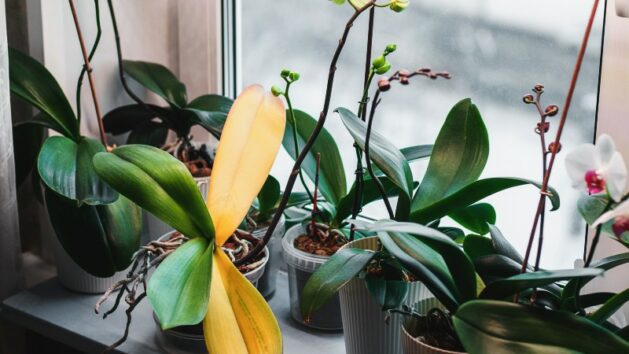 Orchid Leaves Turning Yellow: 9 Common Causes