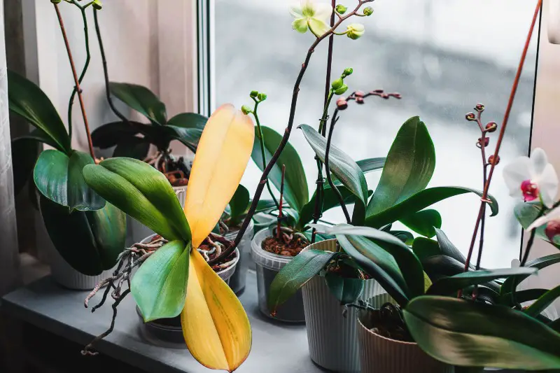 Orchid Leaves Turning Yellow: 9 Common Causes
