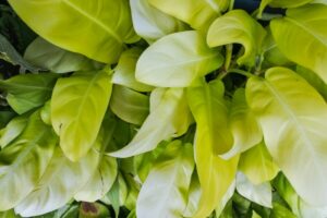 Lemon Lime Philodendron: Growing and Care Guide