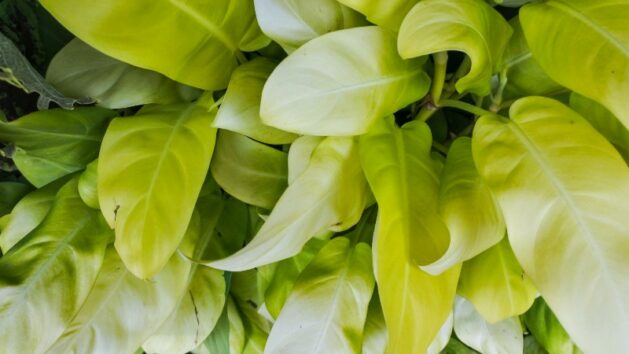 Lemon Lime Philodendron: Growing and Care Guide