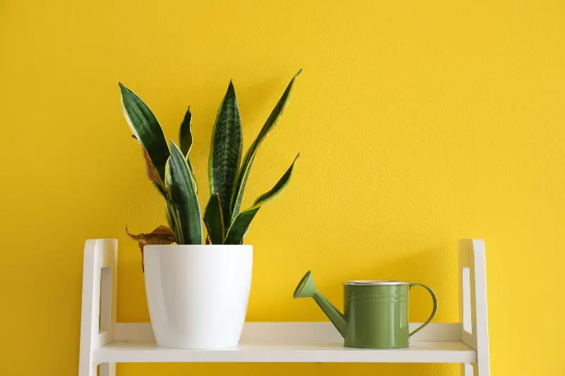 How Often to Water a Snake Plant | Family Food Garden