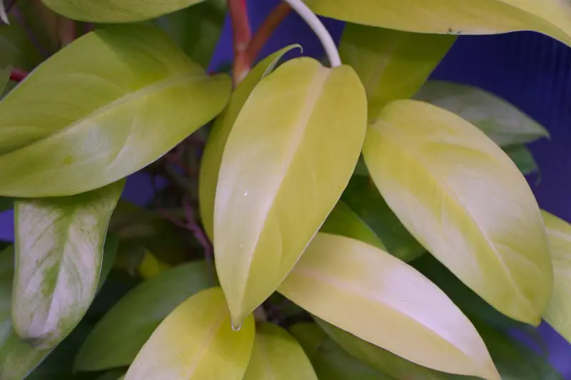 Common Problems When Caring for a Lemon Lime Philodendron