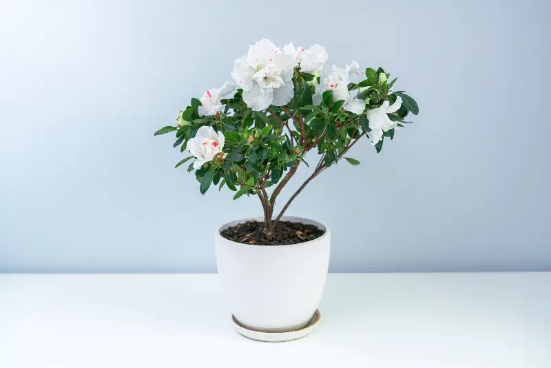 Common Problems When Caring for a Rosalea Plant