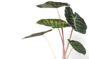 beautiful alocasia pink dragon leaves and stems