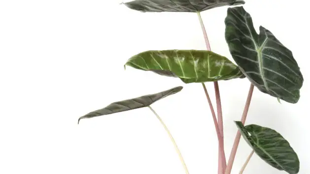 beautiful alocasia pink dragon leaves and stems