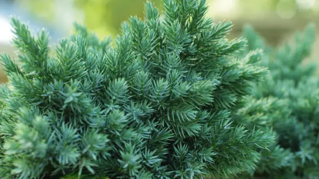 blue star juniper's awl-shaped, needle-like leaves