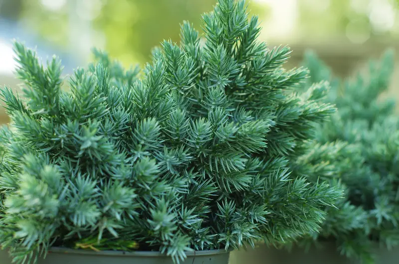 blue star juniper's awl-shaped, needle-like leaves