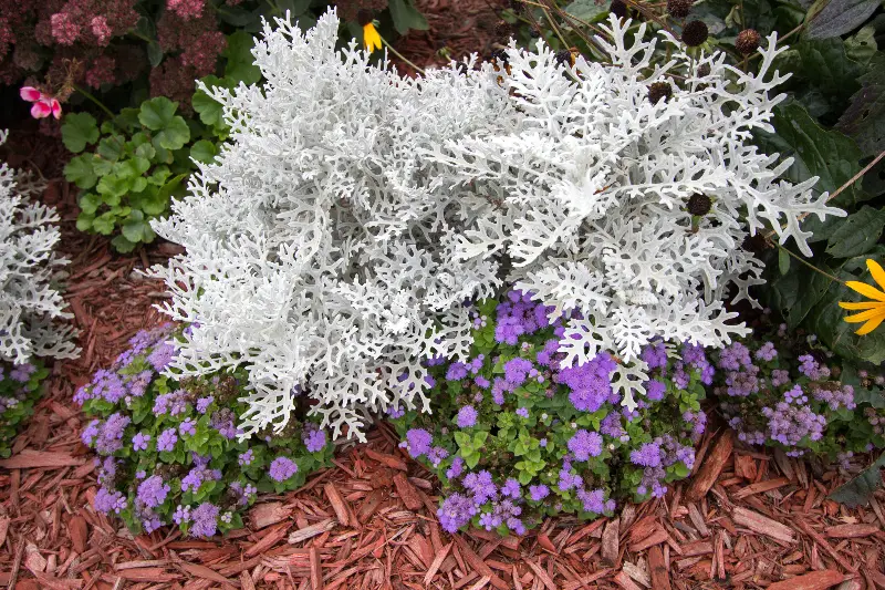 dusty miller plant surrounded by colorful annuals