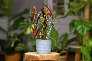 gorgeous polka dot begonia plant