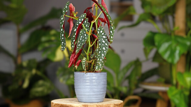 gorgeous polka dot begonia plant