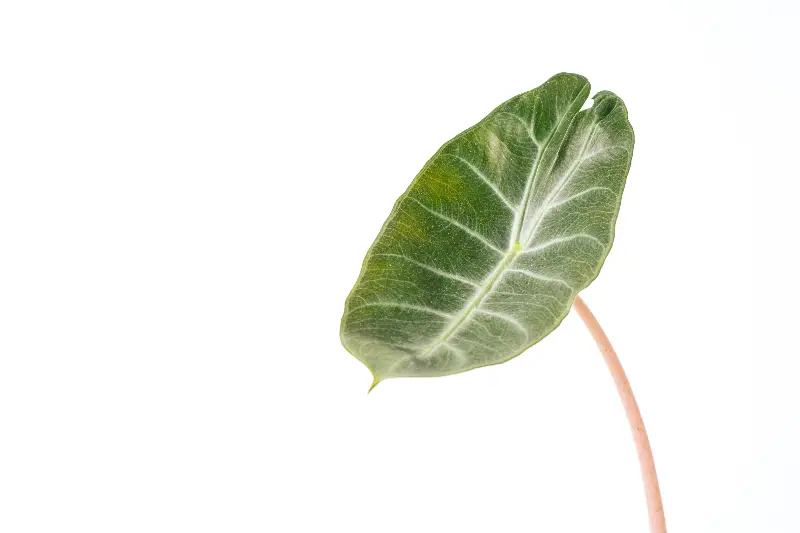 shiny, dark green, arrowhead-shaped alocasia pink dragon leaf